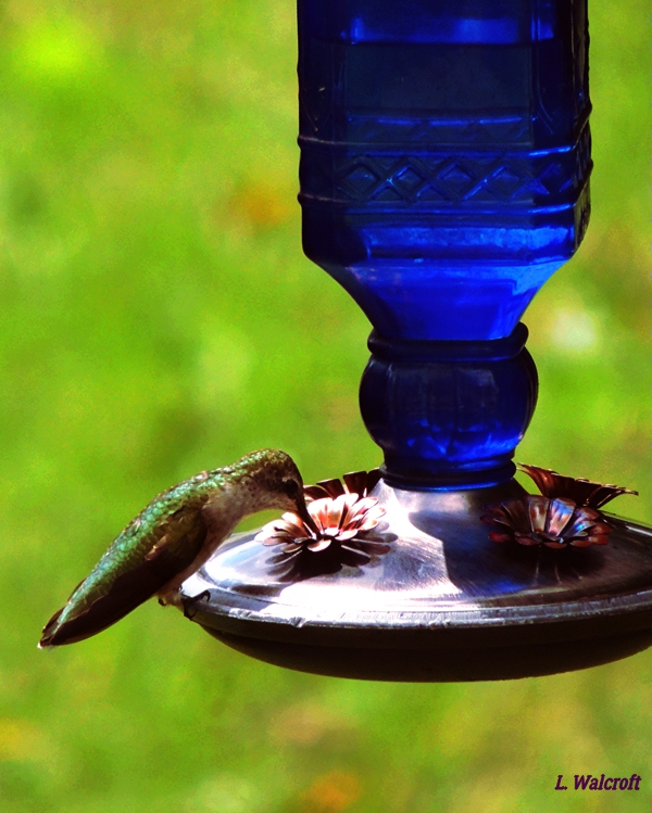 The View from Squirrel Ridge Geese, Hummingbird, Cardinal