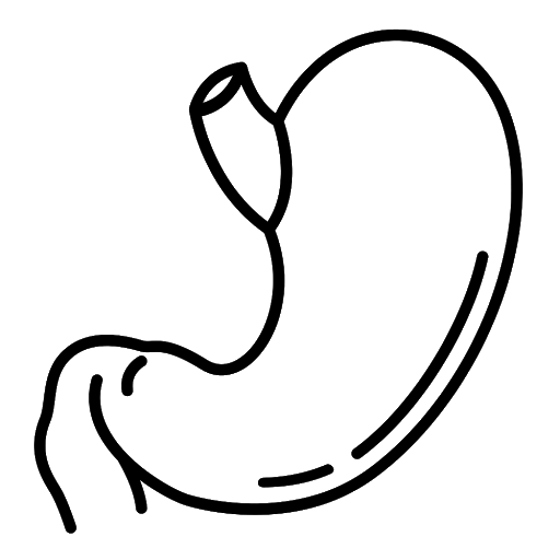 Blog de Biologia: Estômago - Desenho para colorir e imprimir