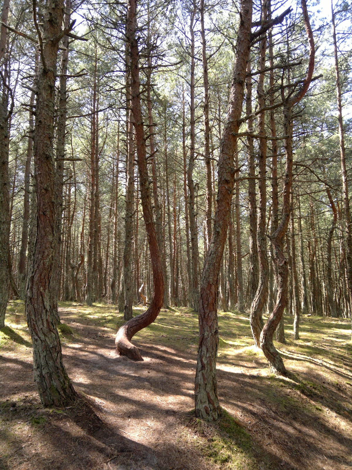 Russland Mein Sommermarchen 15 07 Tagsuber Kurshskaya Kosa Kaliningrad Konigsberg