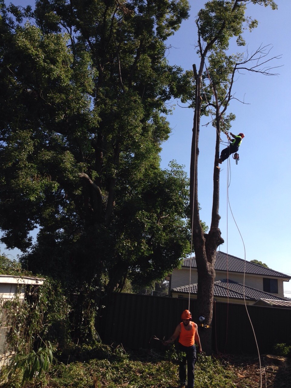 Right Situations To Hire Professional Tree Services