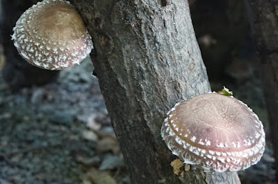 Mushroom farming training in Panjim