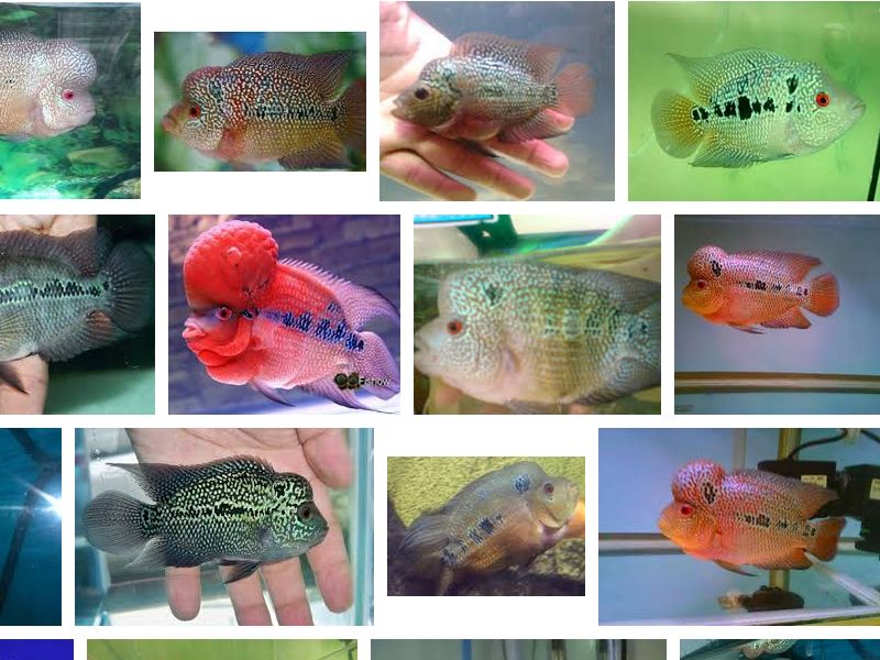 Mengenal Louhan Cencu Mutiara yang Cantik dan Mempesona Mengenal Louhan Cencu Mutiara yang Cantik dan Mempesona