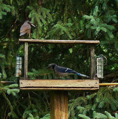 Grackle & a Bluejay cautiously share the feeder