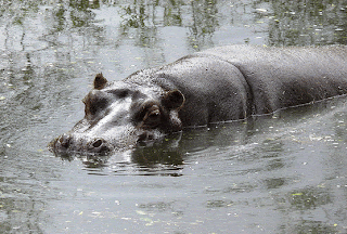 البرنيق - مارد البحر hippopotamus
