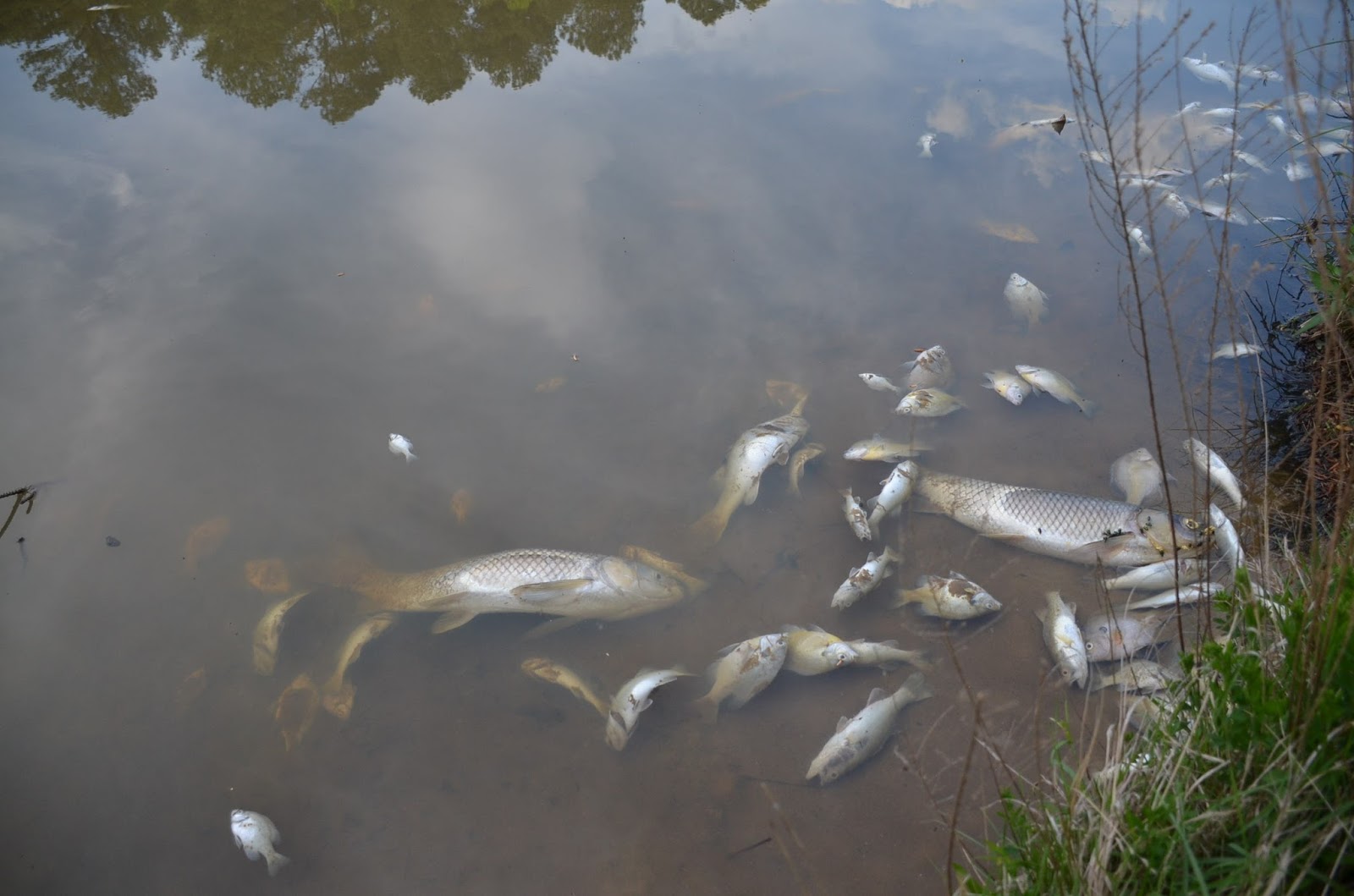 kill algae in koi pond