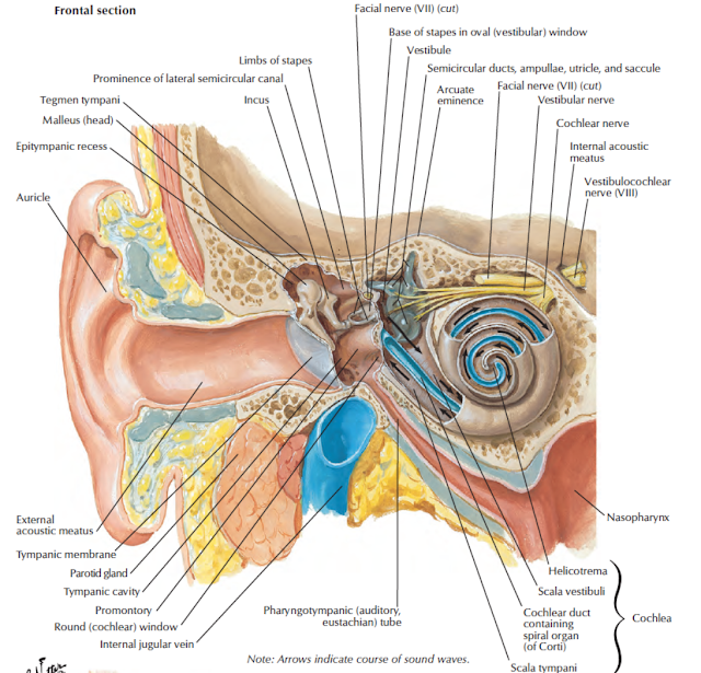 Head and Neck Anatomy Tympanic Membrane