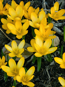 Golden Yellow Crocus x luteus at Toronto Botanical Garden by garden muses-not another Toronto gardening blog