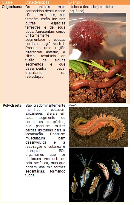 nemathelminthes biologi gonzaga