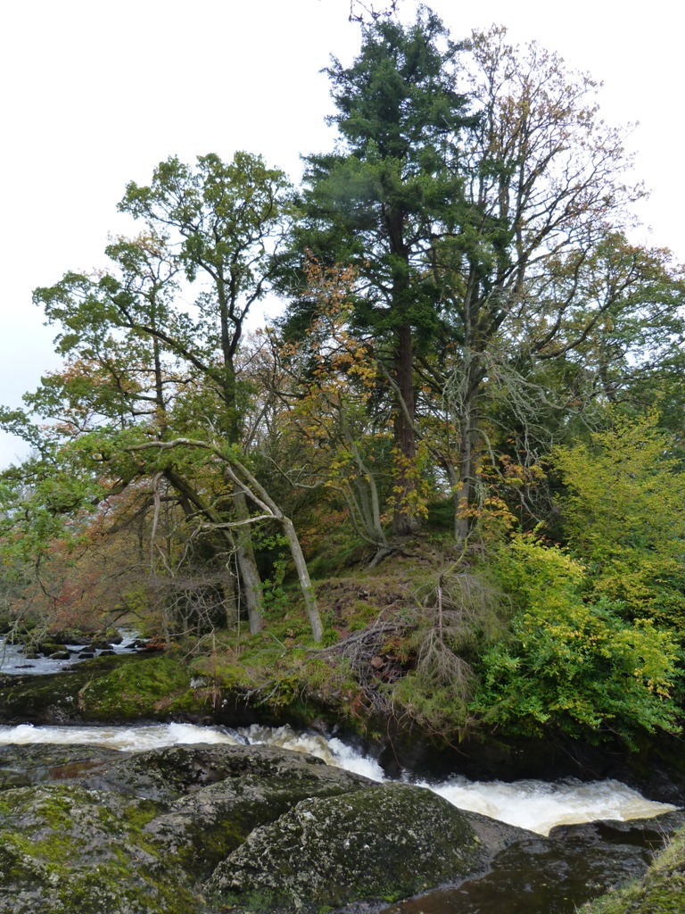 Memoirs of a Bed & Breakfast Owner Leaping Salmon at Buchanty Spout