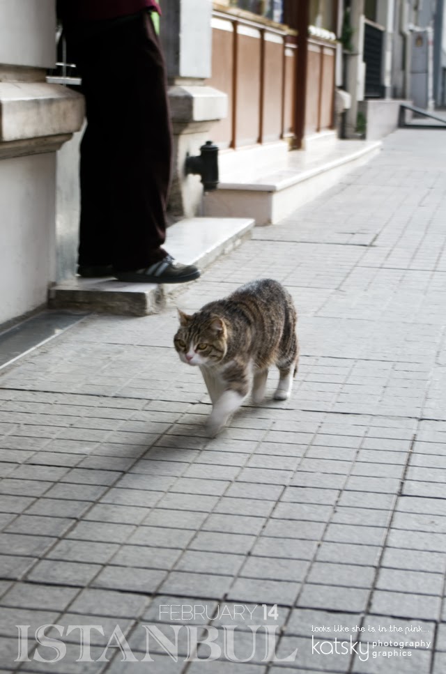 Beyoğlu, istanbul, turkey, cat