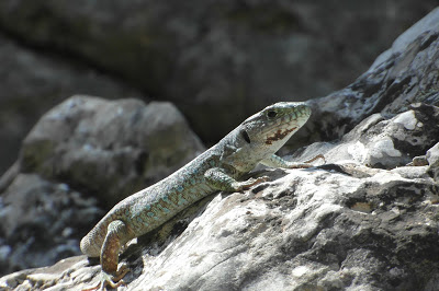 Timón Lepidus,  Fardacho en chapurriau  ,esfardacho, lagarto