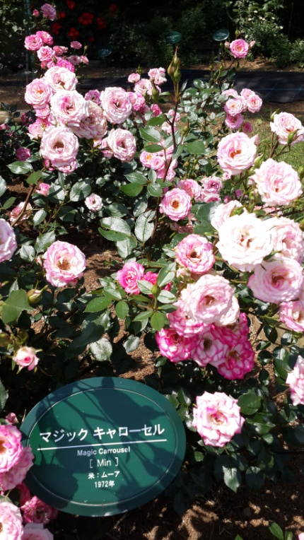 Gambar 2 Km Naik Turun  Tangga Demi Taman Bunga  Mawar Solo 