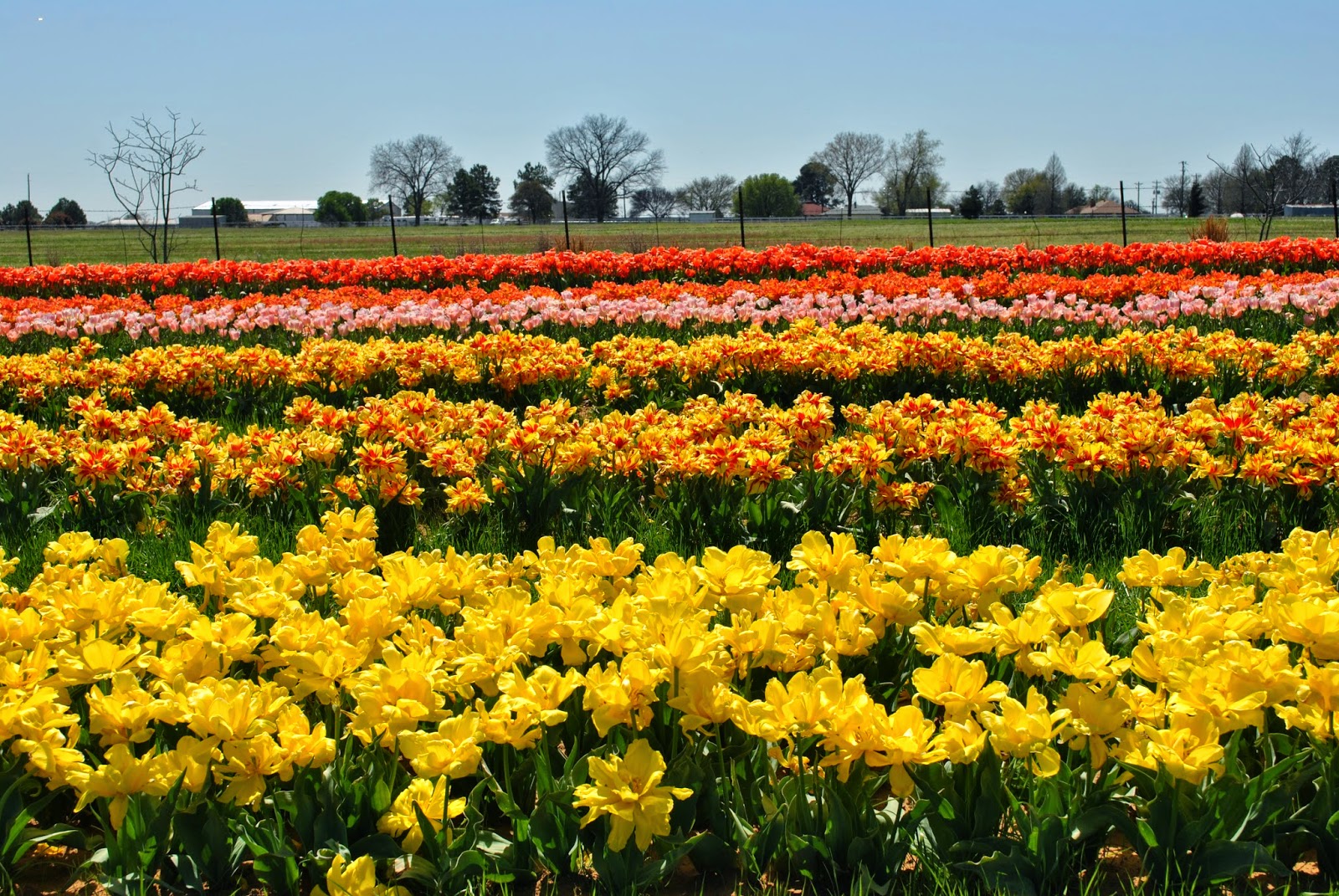 Nonnie's Random Thoughts Tiptoeing through Texas Tulips