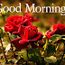 Top 10 Good Morning Ji Images greeting Pictures,Photos for Whatsapp