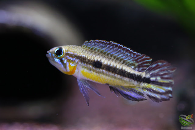 Apistogramma mendezi / Santa Isabel