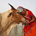 ಗೋವಿನಿಂದ ಏಡ್ಸ್‌ ತಡೆಗಟ್ಟುವ ಲಸಿಕೆ ಅಭಿವೃದ್ಧಿ 