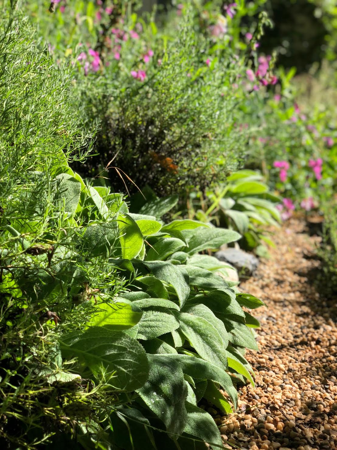 Creating An English Cottage Garden Lambs Ear French Country Cottage