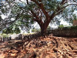 Árvore Timbauba