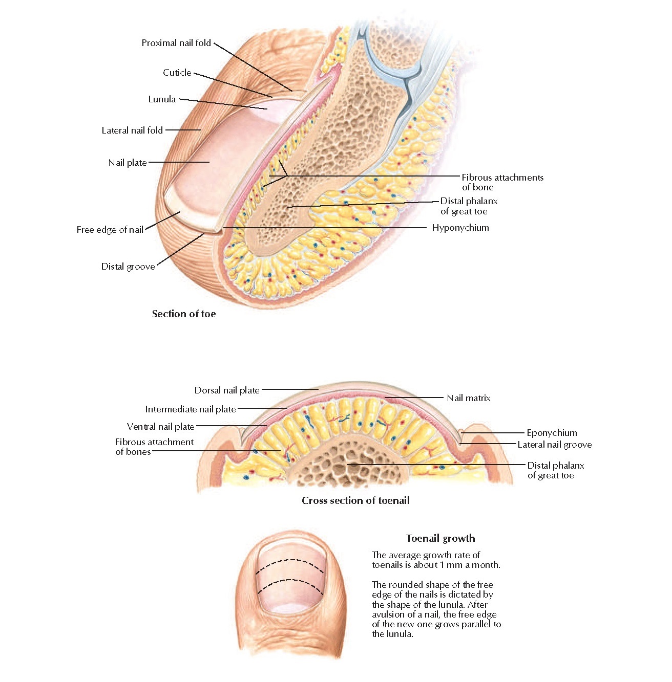 Anatomy of Toenail
