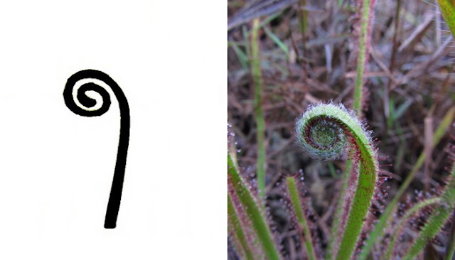 tipos-de-plantas-carnívoras-drosera-guia-de-identificação