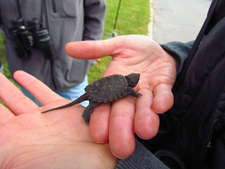 Image of a young snapping turtle