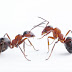 تعرف بالصور على حياة النمل العجيبة