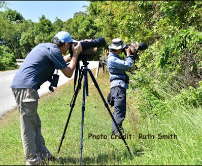 Langkawi Birdwatching