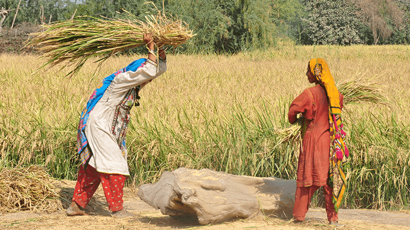 Crop Cultivation On Problem Soils In Pakistan