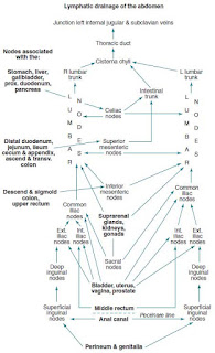 Lymphatic drainage of the abdomen