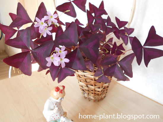 Цветок С Фиолетовыми Листьями Название Фото