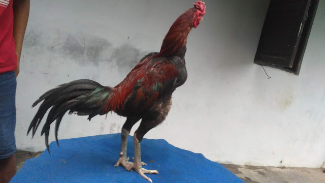 Ayam Aduan 2020 Pukul Saraf KO Mati Guling Rubuh Pingsan Tidur