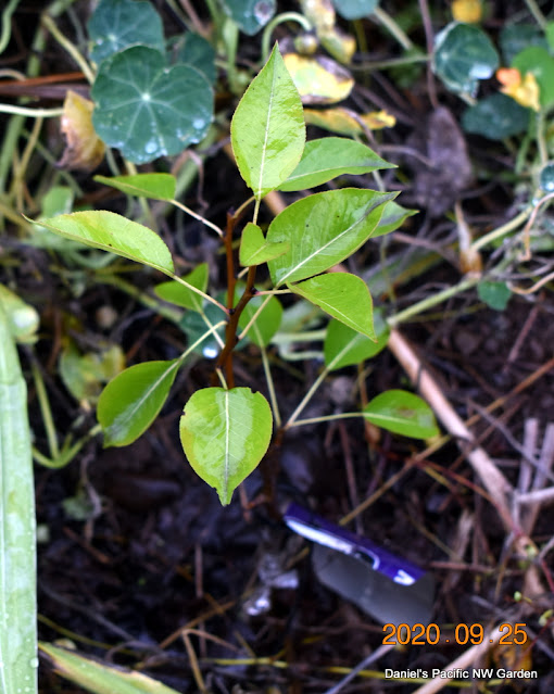 Pear graft on aronia