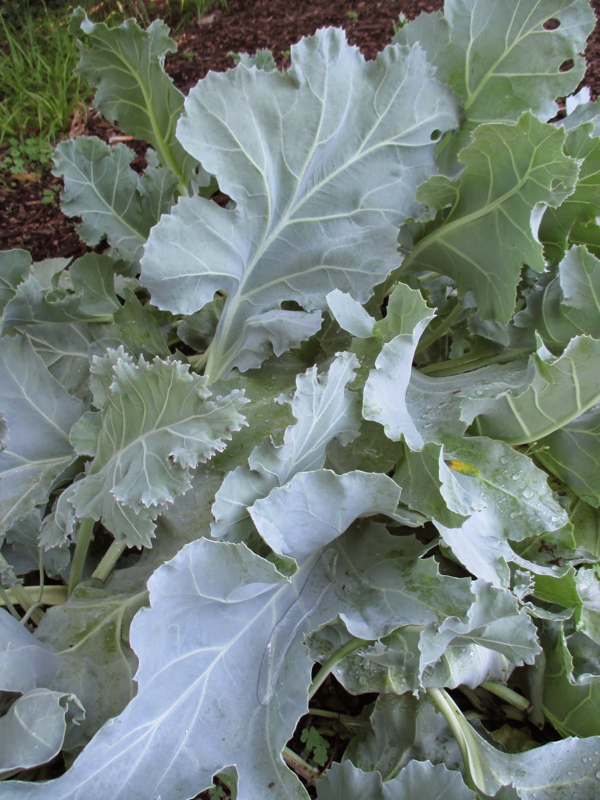 Rotary Botanical Gardens Hort Blog Sea Kale Beautiful & Yummy