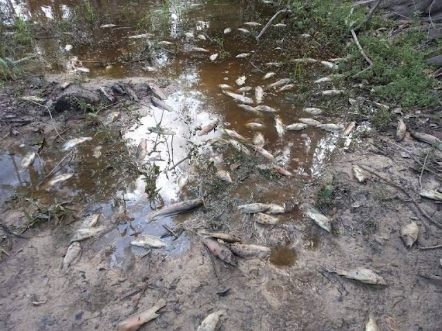 Morte de peixes em rio de São Miguel do Guaporé, RO, preocupa moradores