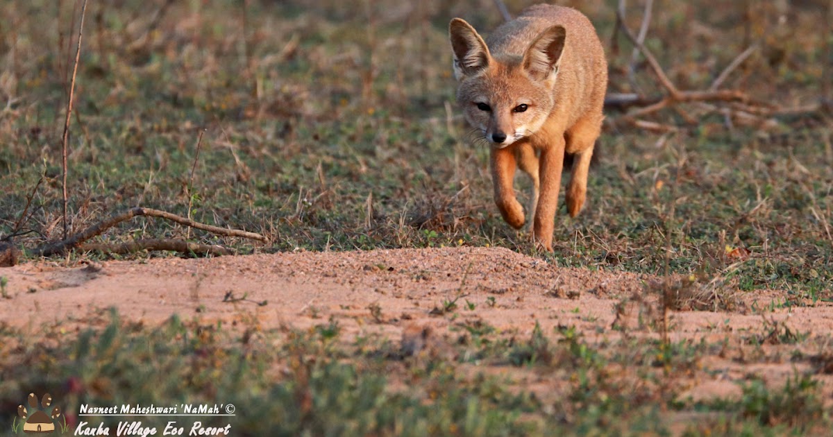 how to become a photographer for fox traveller