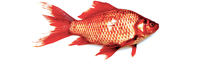 سمكة، زعانف، شكلها المغزلي التنقل عند الحيوان