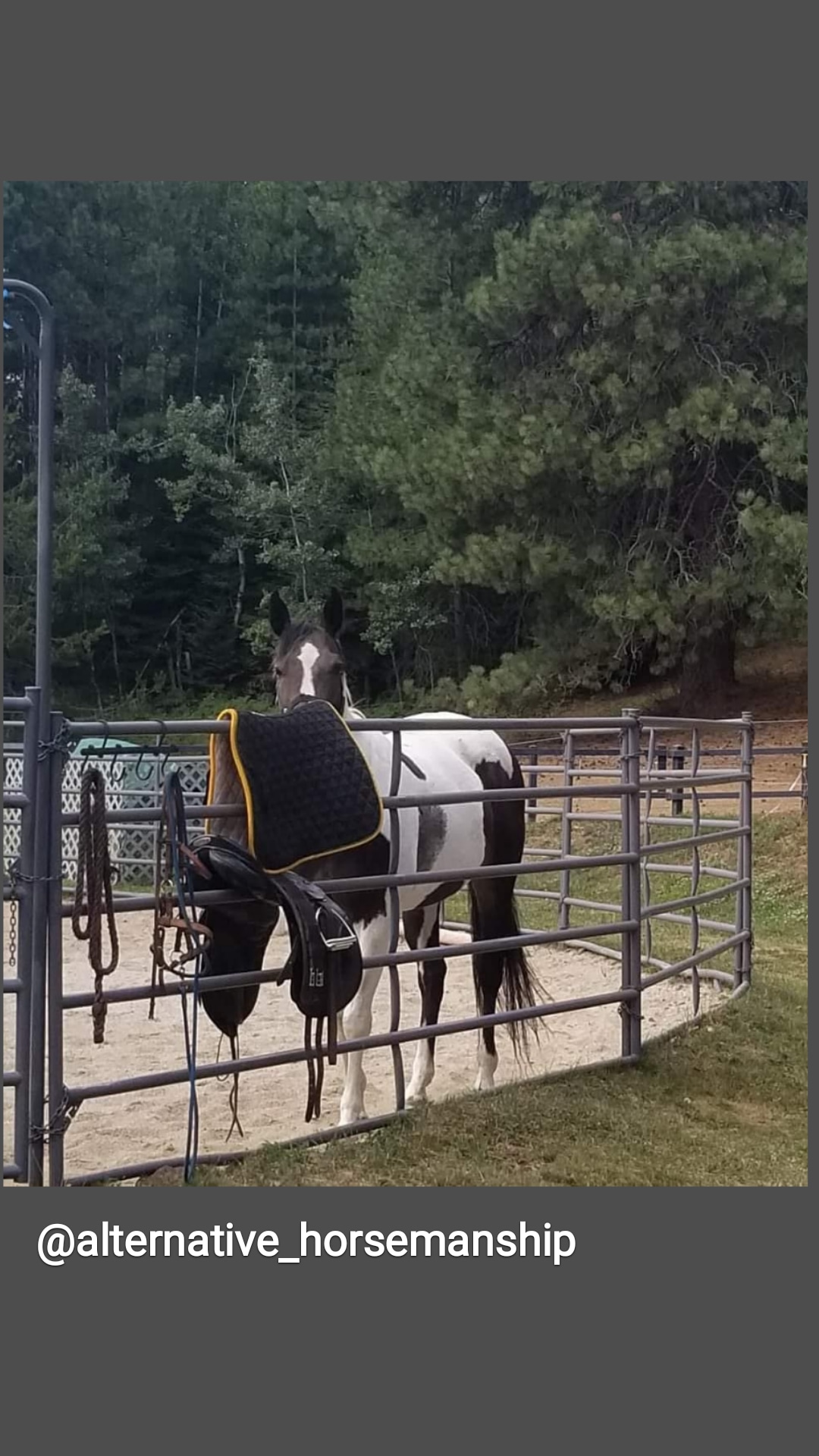 Alternative Horsemanship with Samantha Harvey the Remote Horse Coach