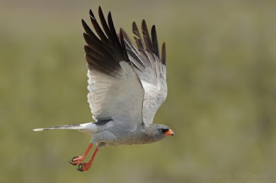 Pale chanting Goshawk