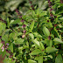 तुलसी के गुण tulsi ke gun in hindi