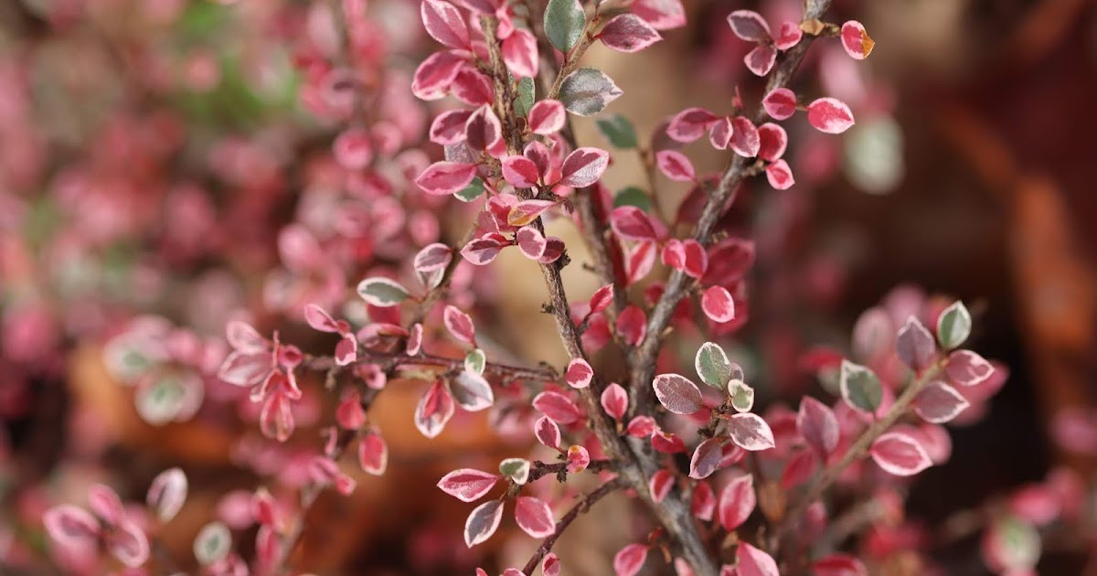 Pennsylvania Street Gardens Plant Profile Berberis Linearifolia
