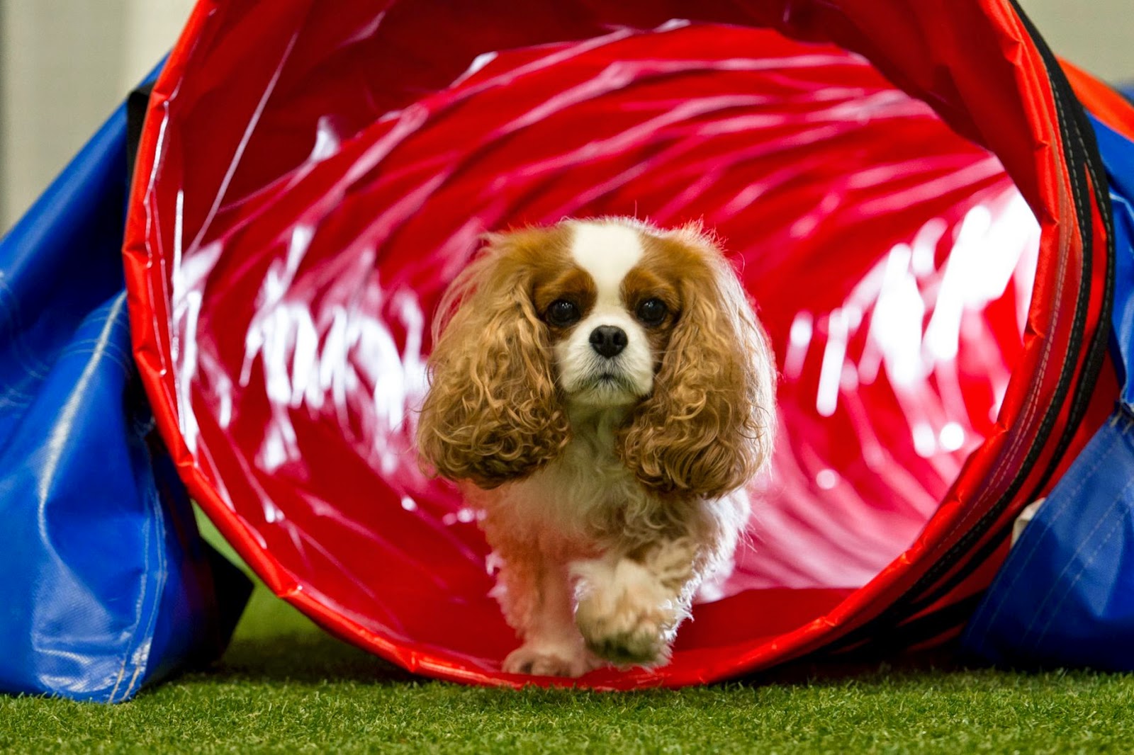 Kutya Játék Britain's 1st indoor dog park opens...
