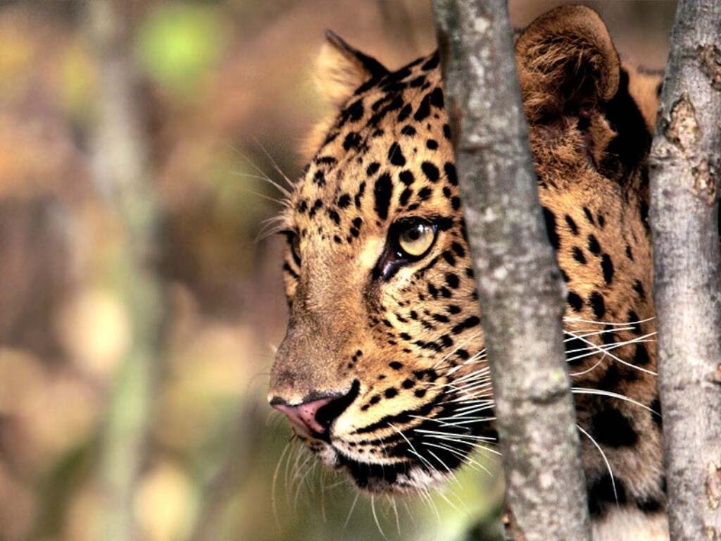 WildLife: Amur Leopard Most Dangerous Animal