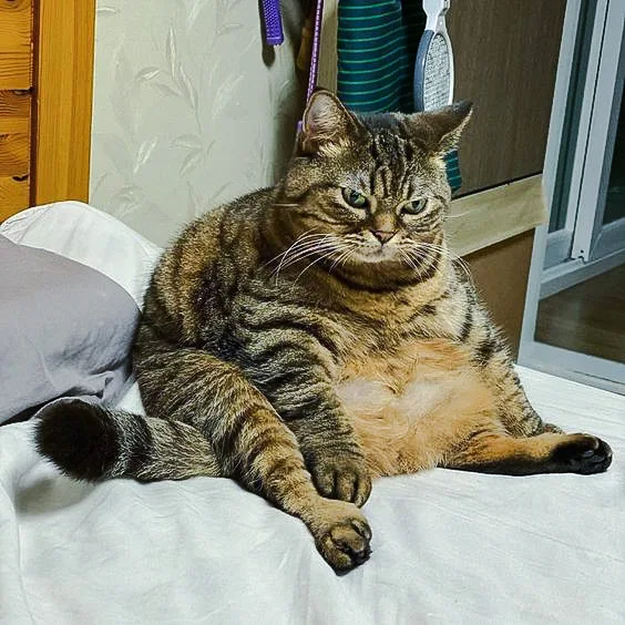 Obese and diabetic tabby cat