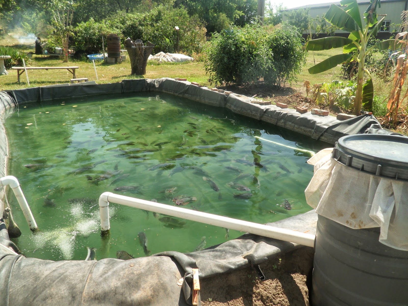 GreenFin Gardens Tilapia Garden Pond