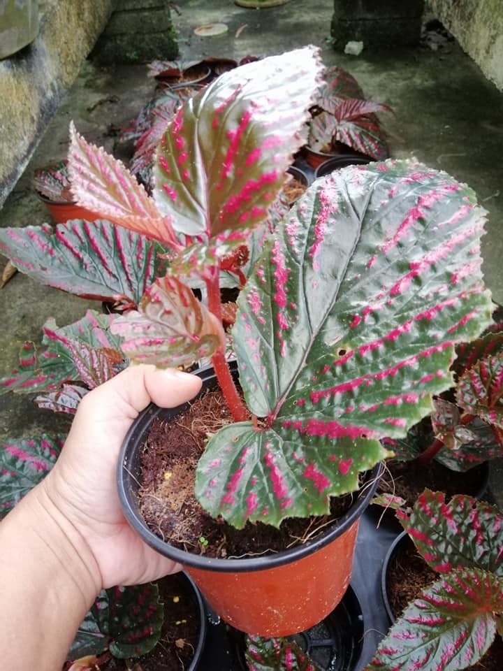 Garden Chronicles of James David Begonia brevirimosa ssp "Brevirimosa"