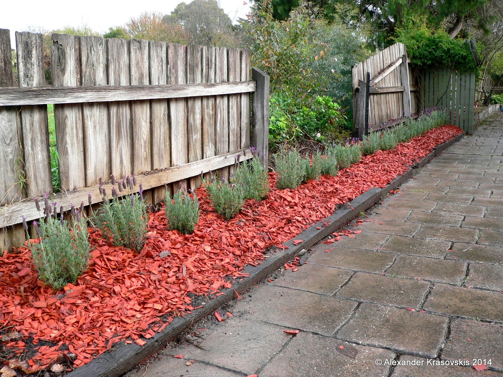 Aggregata Plants & Gardens How to create and maintain a lavender hedge