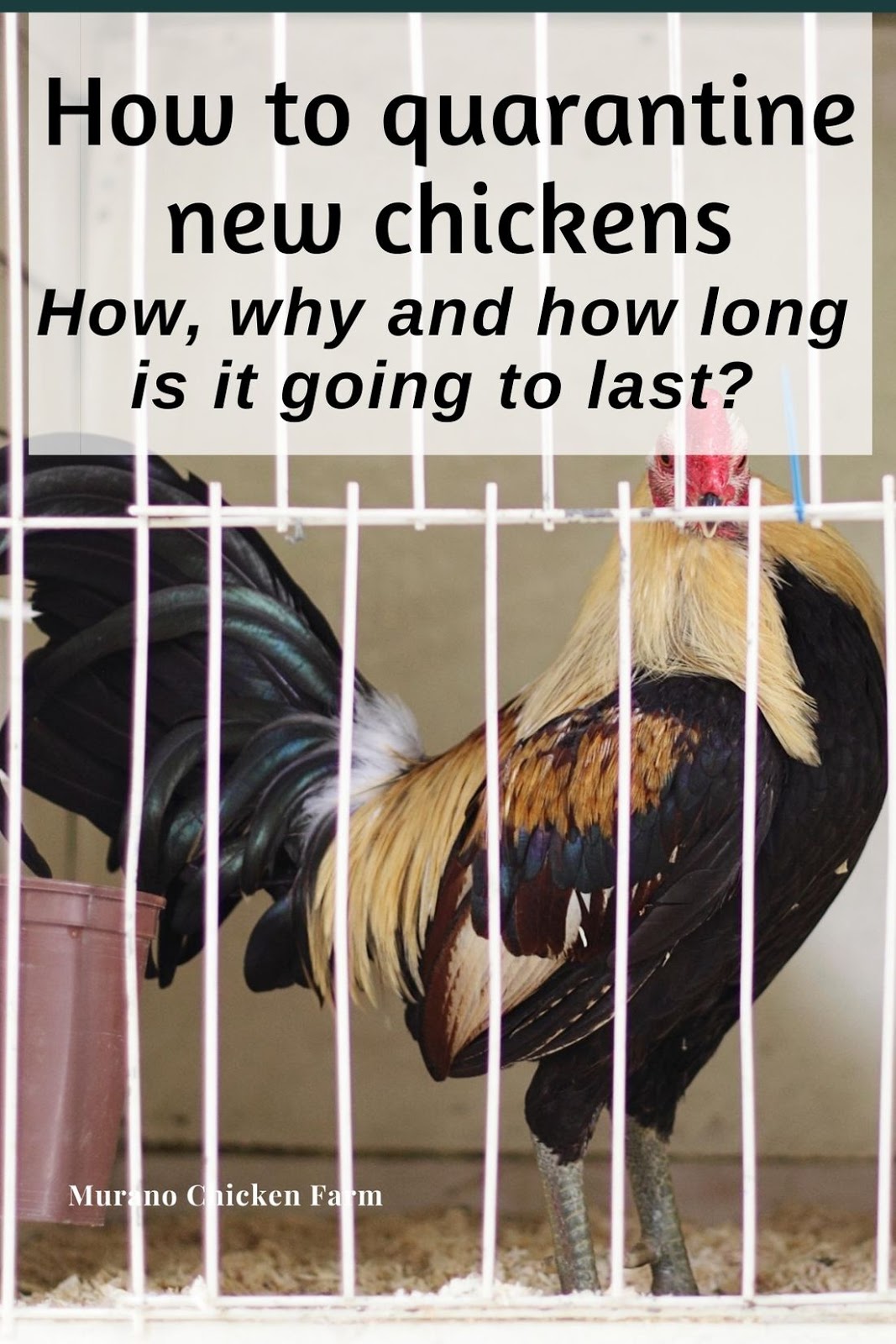 How to quarantine new chickens Murano Chicken Farm