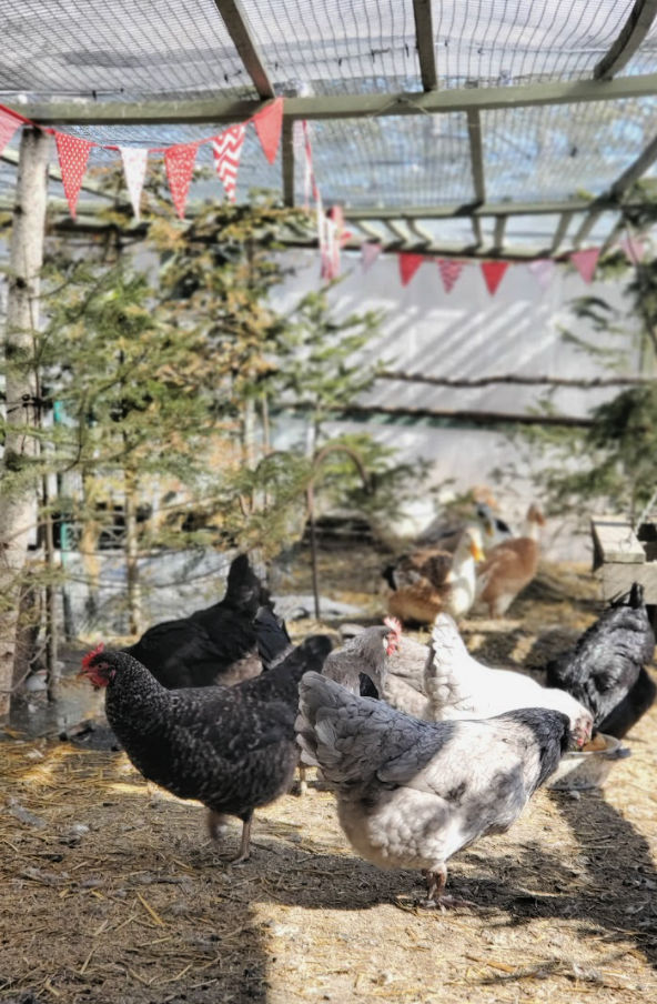 How to Winterize your Chicken Run Fresh Eggs Daily® with Lisa Steele