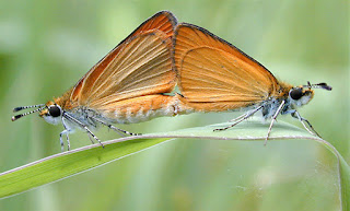 kelebek (Lepidoptera) çiftleşmesi