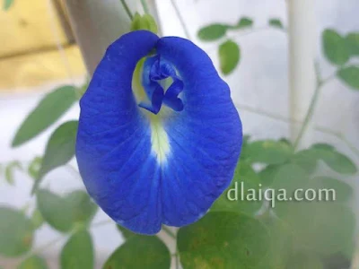 Bunga Telang (Clitoria ternatea)